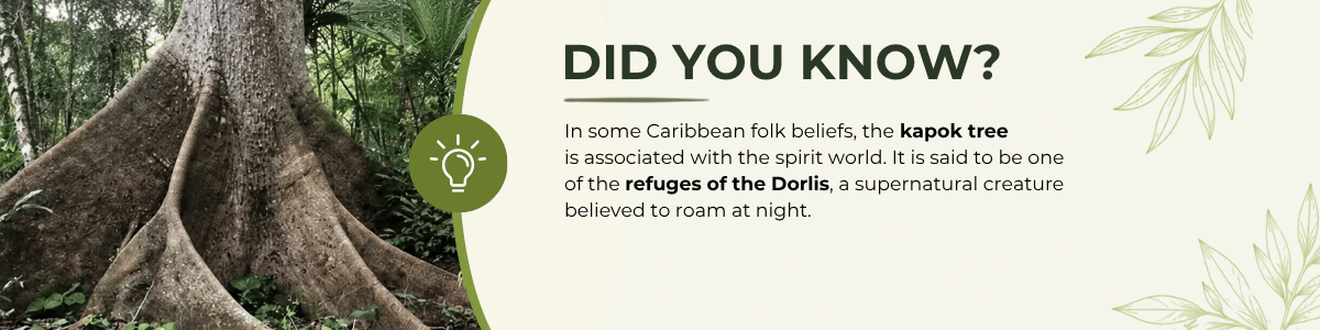 Did you know? Kapok tree is one of the refuges of the Dorlis