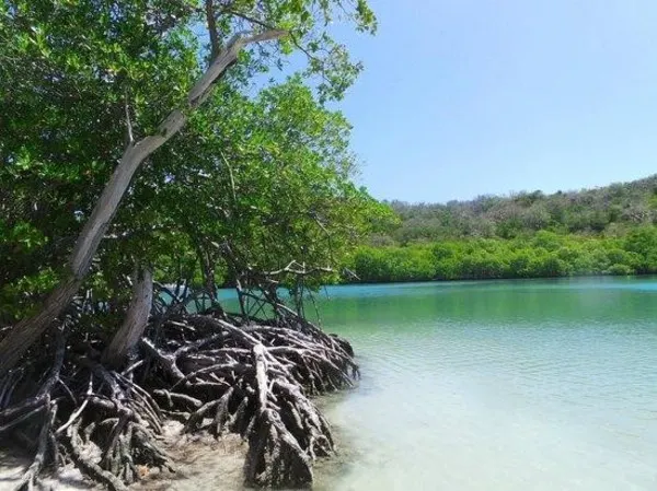 mangrove-martinique