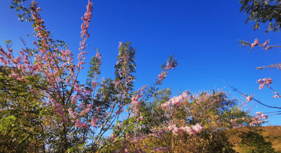 Martinique-gliricidias-location-voiture
