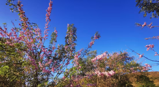 Martinique-gliricidias-car-rental