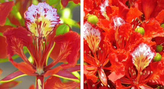 flamboyant-martinique