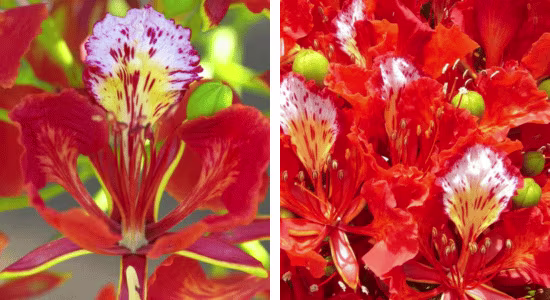 flamboyant-martinique