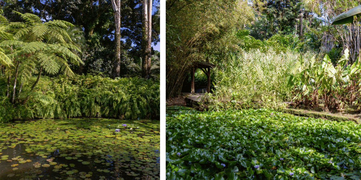 jardin de balata en martinique