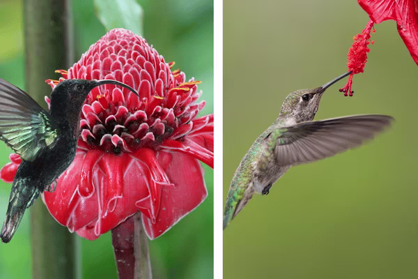 colibris en martinique location voiture martinique 600x400