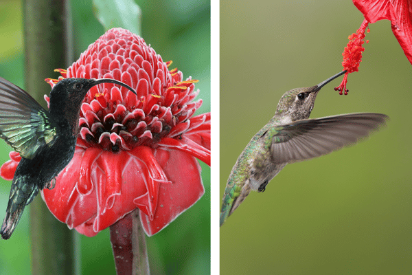 colibris en martinique location voiture martinique 600x400