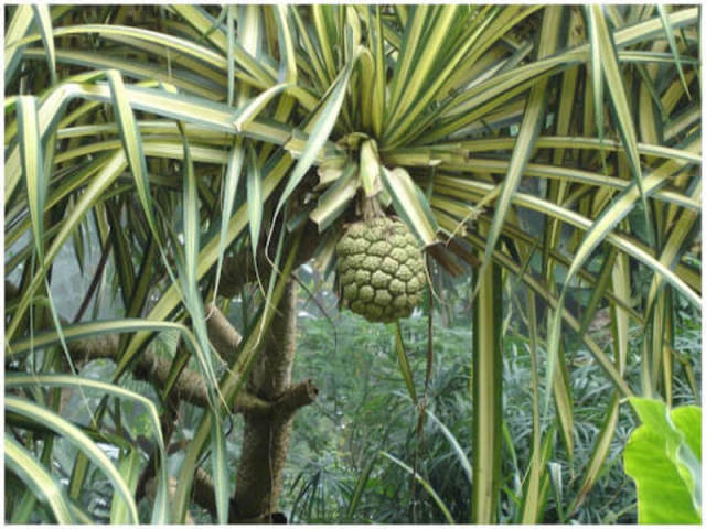 bakoua-hat-martinique