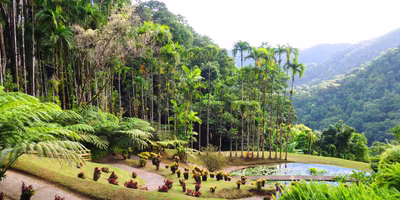 jardin de balata location voiture martinique