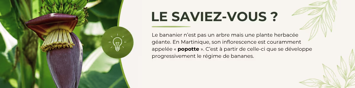 Le saviez-vous ? La fleur du bananier en Martinique