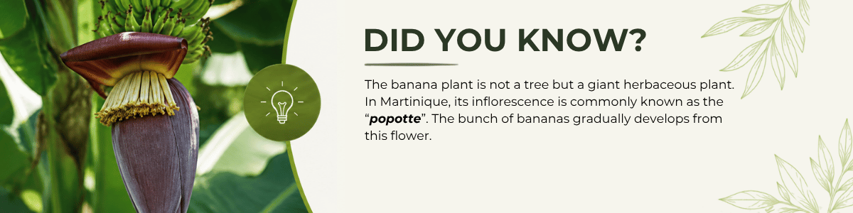 Did you know? The banana flower in Martinique