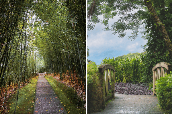 decouvrez les allees jardin de balata en martinique