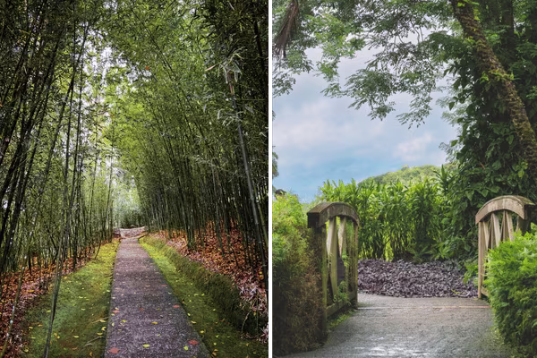 decouvrez les allees jardin de balata en martinique