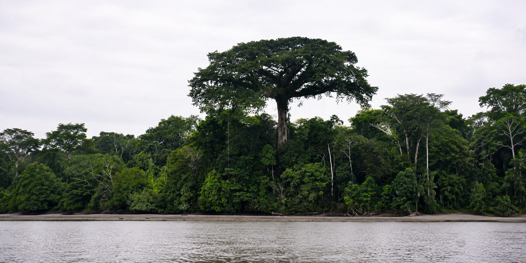 The kapok tree, an iconic tree of Martinique