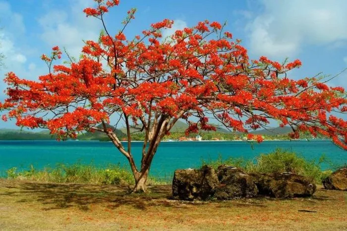 Flamboyant en fleurs en Martinique 