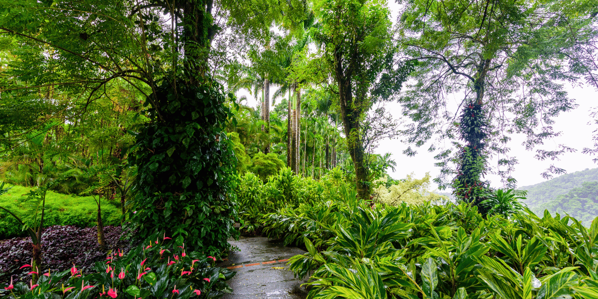 jardin botanique de balata martinique 1200 600