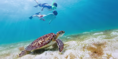 Snorkeling en Martinique location de voiture 400x200