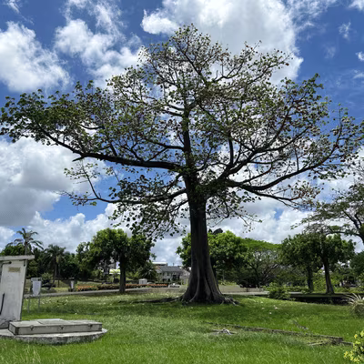 Place d’Armes kapok tree in Le Lamentin