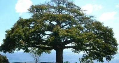 The cheese maker, tree of life