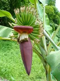 musee-banane-martinique-10