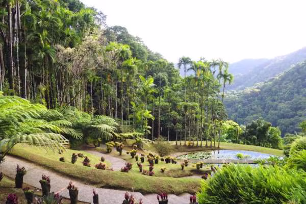 drive-in-the-north-of-martinique