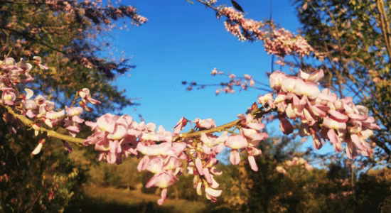 gliricidias-martinique