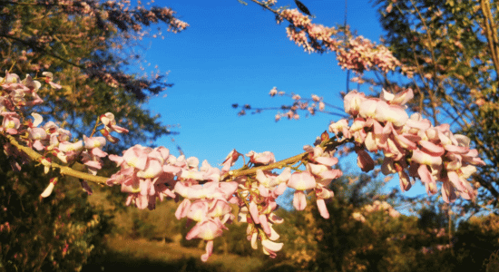 gliricidias-martinique