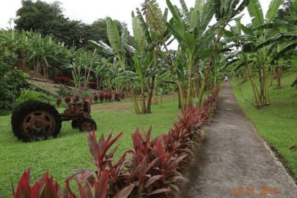 The Banana Museum Garden