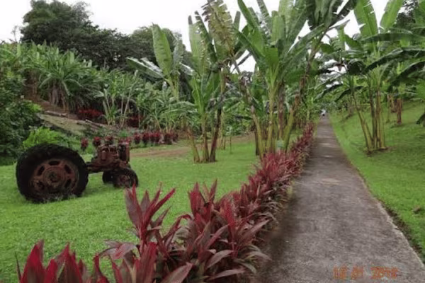 The Banana Museum Garden