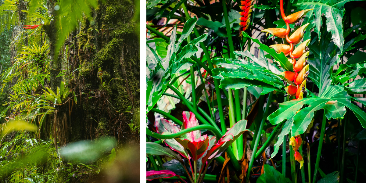 domaine de emeraude morne rouge location voiture martinique 1200x600