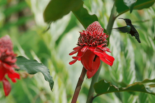 fleur et colibris jardin de balata en martinique 600x400