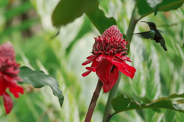 fleur et colibris jardin de balata en martinique 600x400