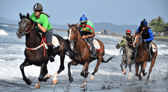 race-horse-beach-sainte-marie-martinique