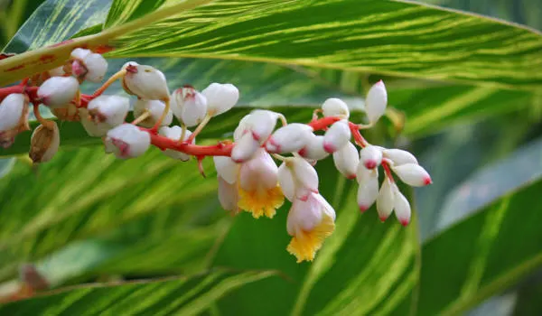 the-atoumo-martinique