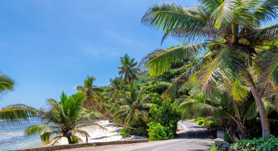 palm-trees-road-caraibe