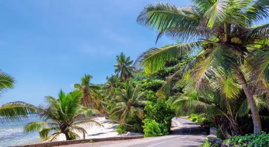 route-palmiers-caraibe