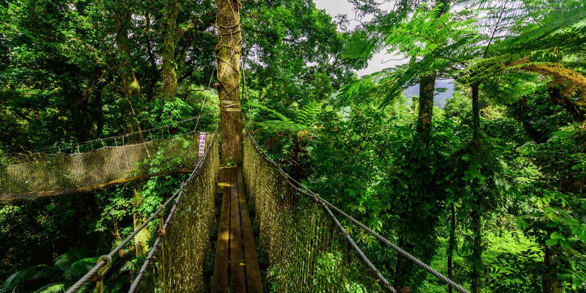 le pont suspendu jardin de balata martinique