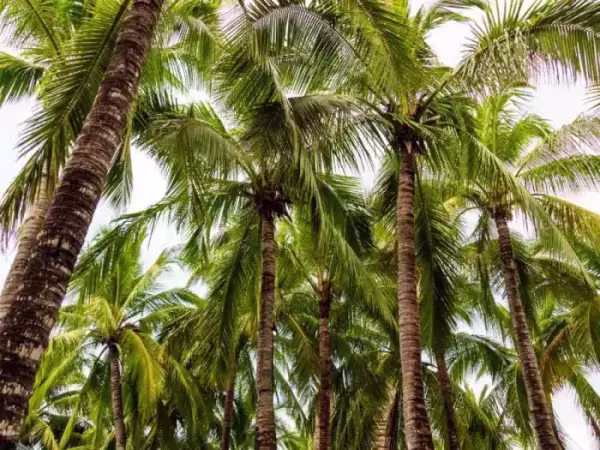 cocotier-martinique