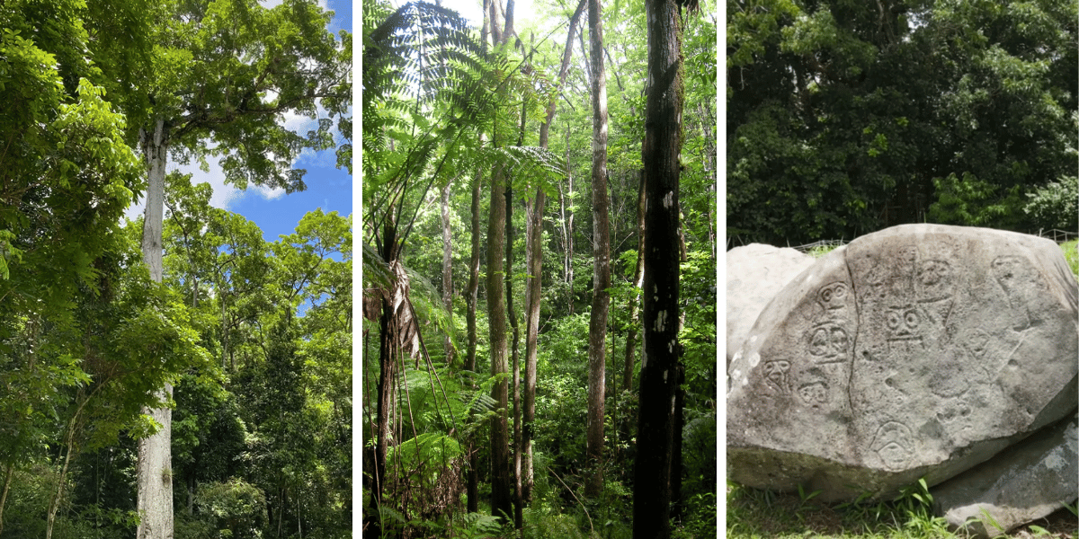 Montravail Forest: Nature and Heritage
