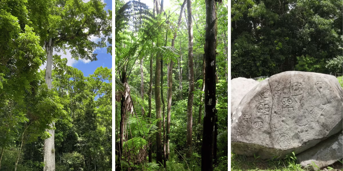 Montravail Forest: Nature and Heritage