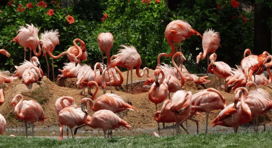 animals-martinique-zoo
