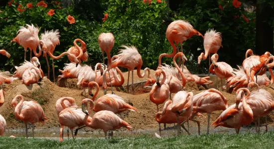 animals-martinique-zoo