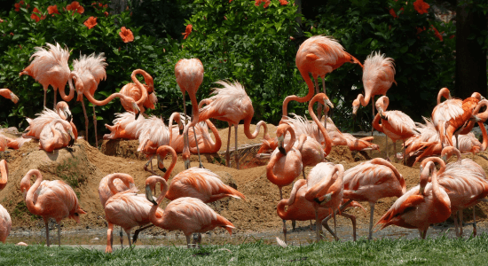 animaux-zoo-martinique