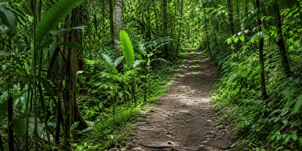Sentier de randonnée dans la forêt de Montravail