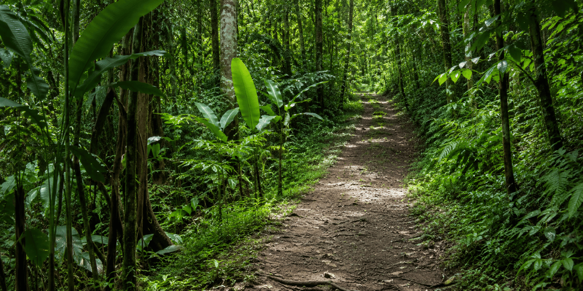 Hiking Trail in Montravail Forest