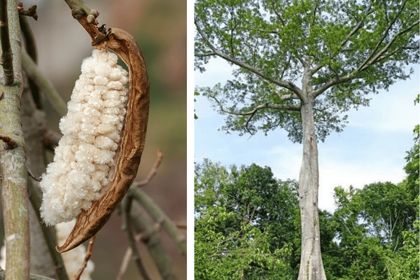 The kapok tree (Ceiba pentandra) and its fruit