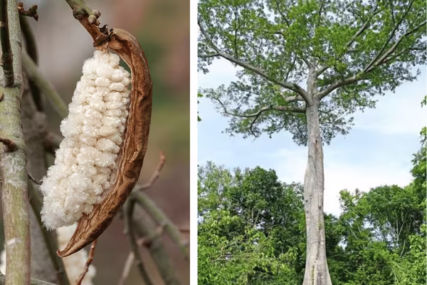 The kapok tree (Ceiba pentandra) and its fruit