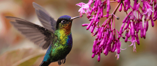 martinique-in-september