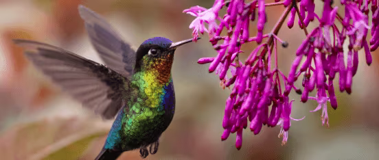 martinique-in-september