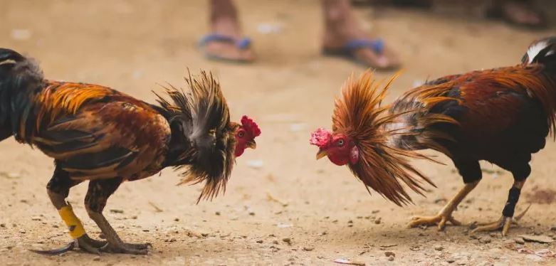 tradition-martinique-combat-coq