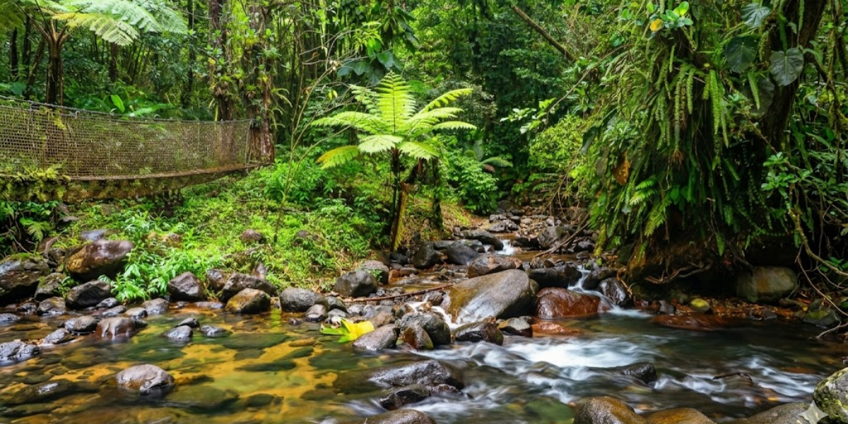 la trace des jesuites randonnee martinique