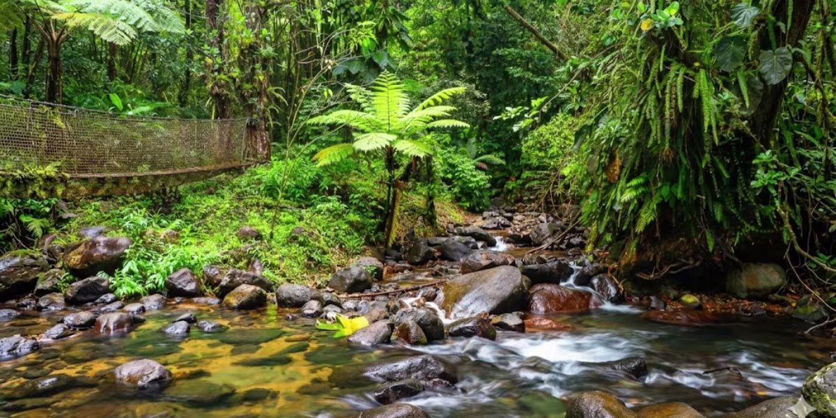 la trace des jesuites randonnee martinique
